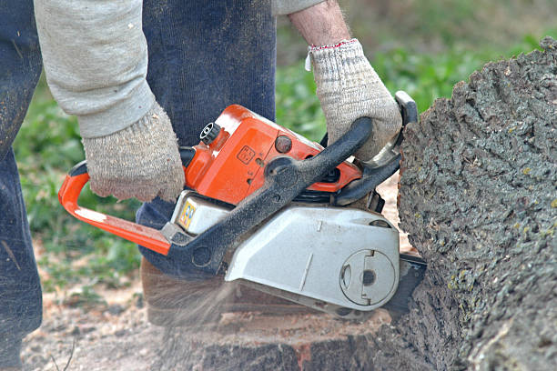 Best Arborist Consultation Services  in White Oak, MS